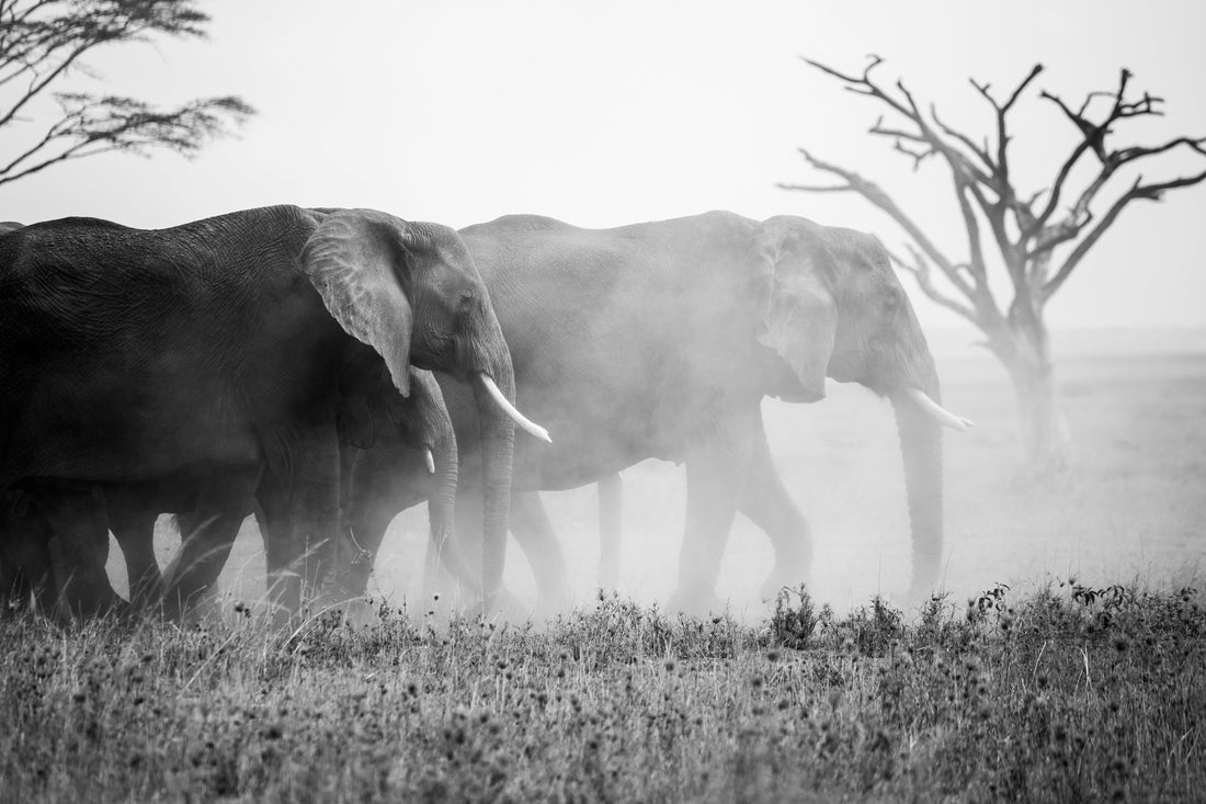 https://www.pexels.com/photo/giraffes-in-a-jungle-19002281/
